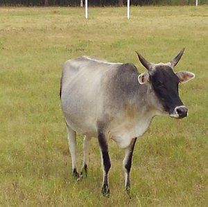 Meet your Posher, Evelyn